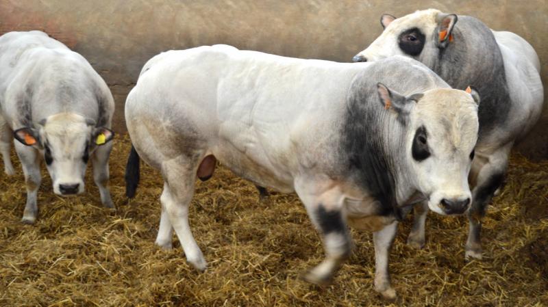 Vitellone Piemontese